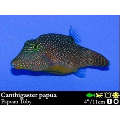 Canthigaster papua Иглобрюх Canthigaster papua Иглобрюх