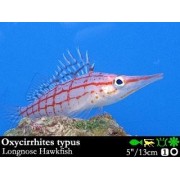 Oxycirrhites typus - Длиннорылый кудрепер