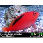 Neocirrhites armatus - Огненный кудрепер
