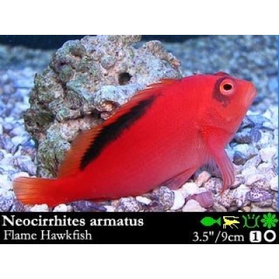 Neocirrhites armatus - Огненный кудрепер Neocirrhites armatus - Огненный кудрепер