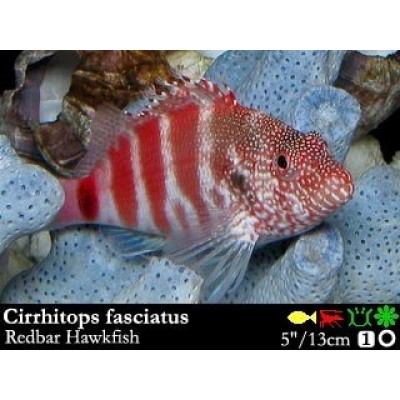 Cirrhitops fasciatus - Полосатый ястреб Cirrhitops fasciatus - Полосатый ястреб