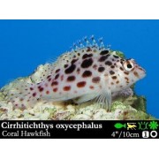 Cirrhitichthys oxycephalus - Коралловый кудрепер