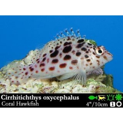 Cirrhitichthys oxycephalus - Коралловый кудрепер Cirrhitichthys oxycephalus - Коралловый кудрепер