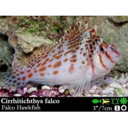 Cirrhitichthys falco - Кудрепер-сокол