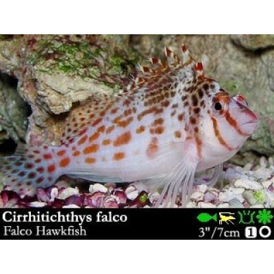 Cirrhitichthys falco - Кудрепер-сокол Cirrhitichthys falco - Кудрепер-сокол
