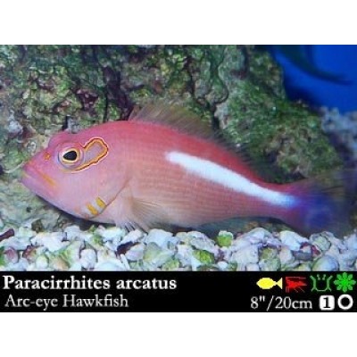Paracirrhites arcatus Кудрепер крупночешуйный краснощекий Paracirrhites arcatus Кудрепер крупночешуйный краснощекий