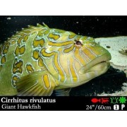 Cirrhitichthys rivulatus - кудрепер