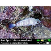 Amblycirrhitus earnshawi Вознесенский кудрепер 