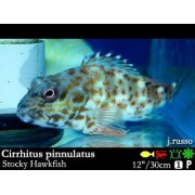 Cirrhitichthys pinnulatus - кудрепер