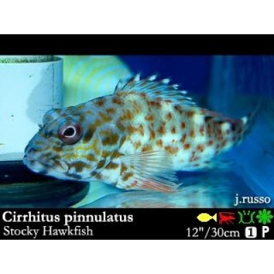Cirrhitichthys pinnulatus - кудрепер Cirrhitichthys pinnulatus - кудрепер