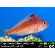 Cirrhitichthys polyactis - кудрепер