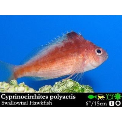 Cirrhitichthys polyactis - кудрепер Cirrhitichthys polyactis - кудрепер