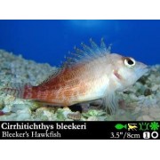 Cirrhitichthys bleekeri - кудрепер