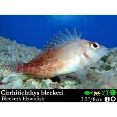 Cirrhitichthys bleekeri - кудрепер Cirrhitichthys bleekeri - кудрепер
