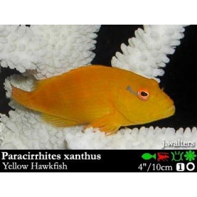 Cirrhitichthys xanthus- кудрепер Cirrhitichthys xanthus- кудрепер