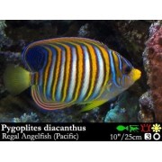 Ангел Царский (Pygoplites Diacanthus)