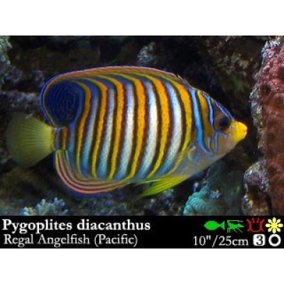 Ангел Царский (Pygoplites Diacanthus) Ангел Царский (Pygoplites Diacanthus)