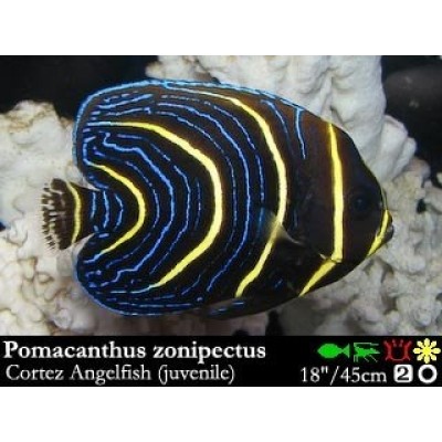 Pomacanthus zonipectus - Ангел Кортеса Pomacanthus zonipectus - Ангел Кортеса