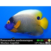 Pomacanthus xanthometopon - Ангел синеголовый