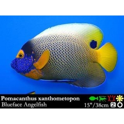 Pomacanthus xanthometopon - Ангел синеголовый Pomacanthus xanthometopon - Ангел синеголовый