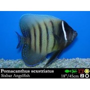 Pomacanthus sexstriatus - Шестиполосый ангел