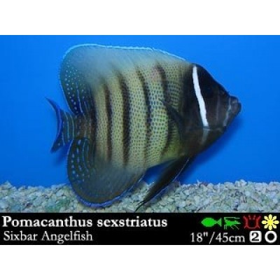 Pomacanthus sexstriatus - Шестиполосый ангел Pomacanthus sexstriatus - Шестиполосый ангел