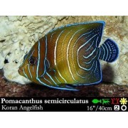 Pomacanthus semicirculatus - Ангел кольцовый