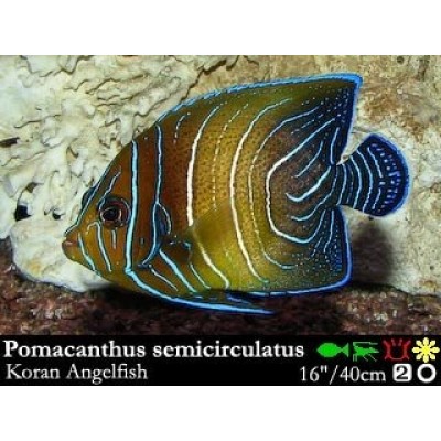 Pomacanthus semicirculatus - Ангел кольцовый Pomacanthus semicirculatus - Ангел кольцовый