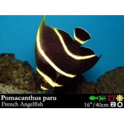 Pomacanthus paru - Французский ангел