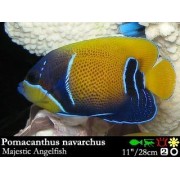Pomacanthus navarchus - Оранжевый ангел