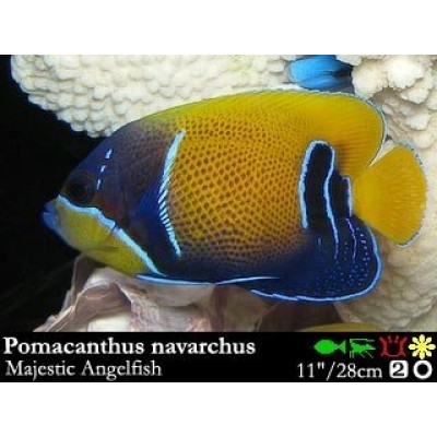 Pomacanthus navarchus - Оранжевый ангел Pomacanthus navarchus - Оранжевый ангел