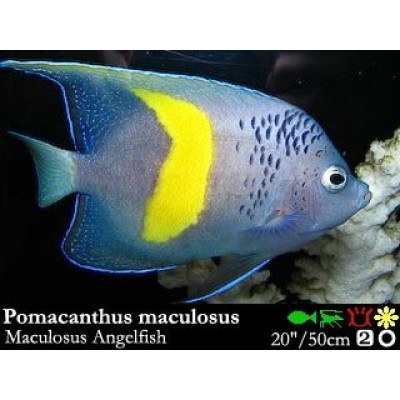 Pomacanthus maculosus - Ложный асфур Pomacanthus maculosus - Ложный асфур