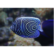 Императорский Ангел (Pomacanthus Imperator)