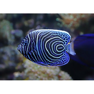 Императорский Ангел (Pomacanthus Imperator) Императорский Ангел (Pomacanthus Imperator)
