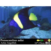 Pomacanthus asfur - Арабский ангел