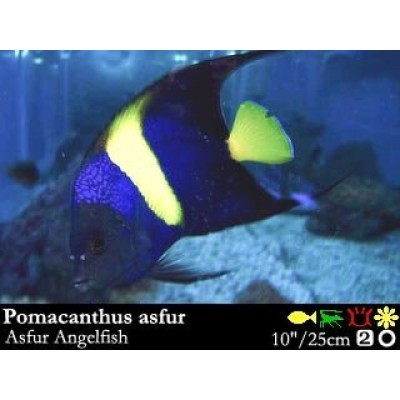 Pomacanthus asfur - Арабский ангел Pomacanthus asfur - Арабский ангел