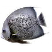 Pomacanthus arcuatus - Серый ангел