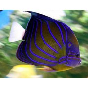 Ангел Кольчатый (Pomacanthus Annularis)