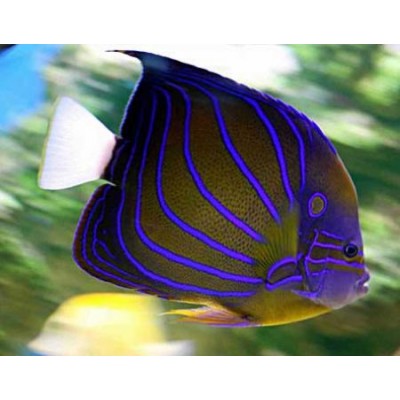 Ангел Кольчатый (Pomacanthus Annularis) Ангел Кольчатый (Pomacanthus Annularis)