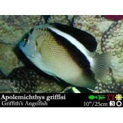 Apolemichthys griffisi (Ангел Гриффиса)