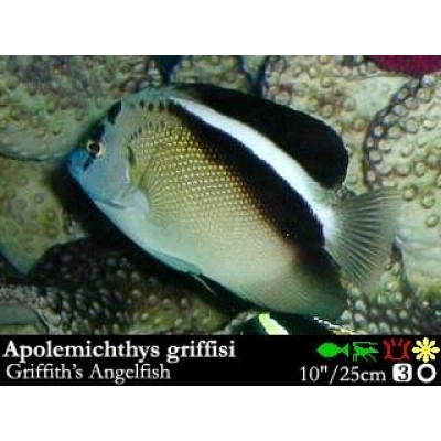 Apolemichthys griffisi (Ангел Гриффиса) Apolemichthys griffisi (Ангел Гриффиса)