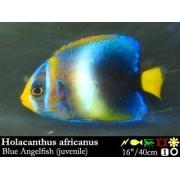 Holacanthus africanus (Ангел Африканский)