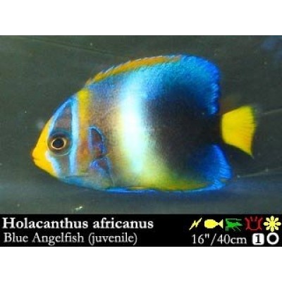 Holacanthus africanus (Ангел Африканский) Holacanthus africanus (Ангел Африканский)