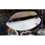 Apolemichthys arcuatus (Ангел-Бандит)