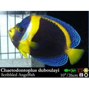 Chaetodontoplus duboulayi - Австралийский ангел