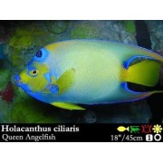 Holacanthus ciliaris - Королевский карибский ангел