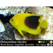 Holacanthus tricolor - Трехцветный карибский ангел