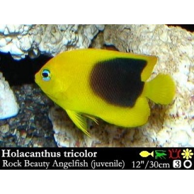 Holacanthus tricolor - Трехцветный карибский ангел Holacanthus tricolor - Трехцветный карибский ангел