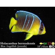 Фон 9084/9085 0.4*15