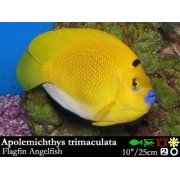 Apolemichthys trimaculatus (Ангел Трёхпятнистый или Сингеубый)